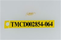 藏品(細足澤蟹)的圖片